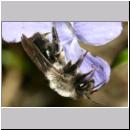 Andrena vaga - Weiden-Sandbiene -12- 03.jpg